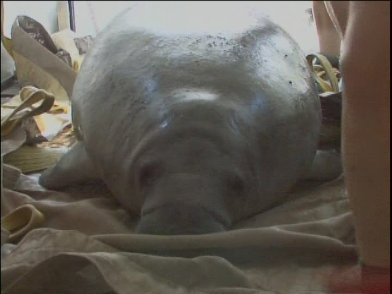 manatees injured