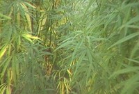 0801marijuana