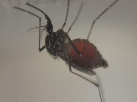 zika update00000002